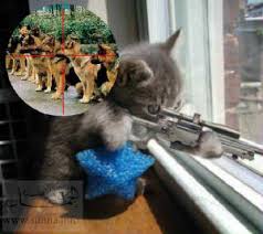 funny cat videos youtube