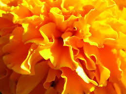 calendula