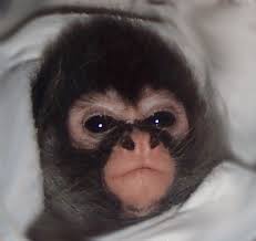 real monkey pictures