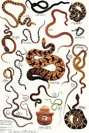 types of snakes