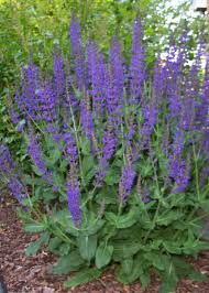 Salvia: A Sage Choice For Any