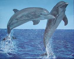 pictures jumping dolphins