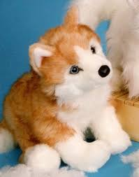 husky puppy