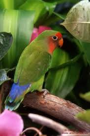 tropical birds