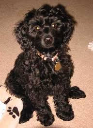halpape-cockapoo.jpg