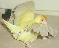 love bird photos