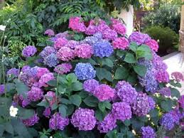 pictures hydrangeas