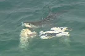monster shark pictures