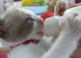 Drink Milk