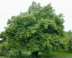 tree pictures