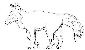 mammal coloring pictures