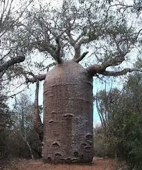 strange trees