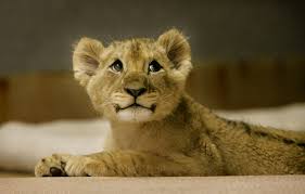 cartoon lion cubs