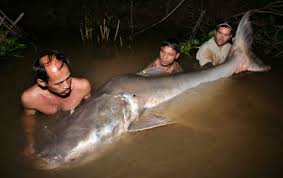 mekong river catfish
