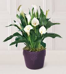 calla lily plant