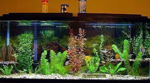 freshwater tropical fish pictures