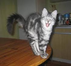 funny cats and dogs