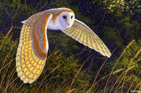 large owl pictures