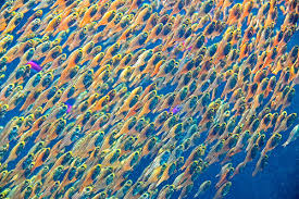 school of fish