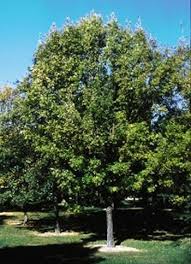pictures shade trees