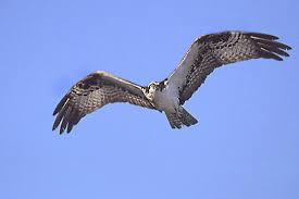 Description: Ospreys are large