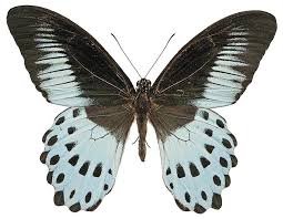 large butterflies