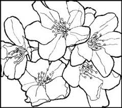 drawing flowers