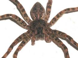 wolf spider species