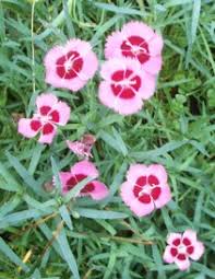 pinks