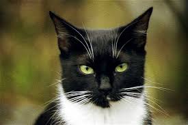 Cat Names Black And White