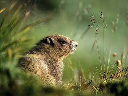 groundhog