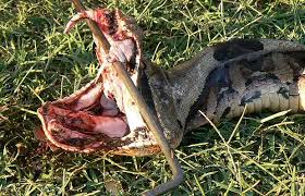 gaboon viper pictures