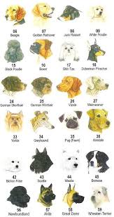 dog breeds pictures