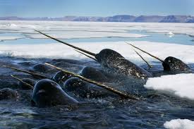Narwhals Jousting