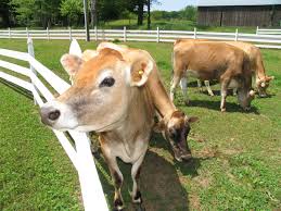 cow