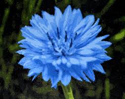 cornflower