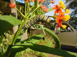 milkweed images