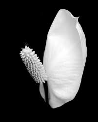 peace lily flower