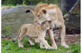 Young and wild: 2- Breaking through