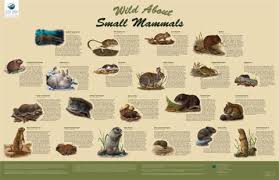 small mammal pictures