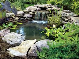 backyard fish pond