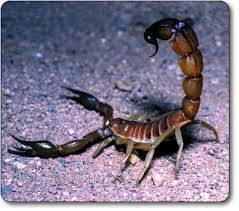 நீங்களும் இப்படி பனிக்கட்டி(ஆலங்கட்டி) மழையினை சந்தித்ததுண்டா - Page 4 Death-stalker-scorpion