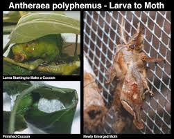 polyphemus moth cocoon