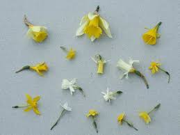 narcissus flowers