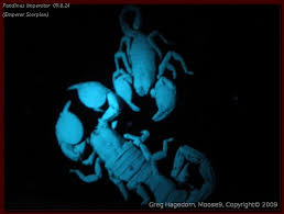 black emperor scorpions