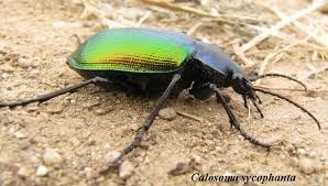 ground beetles images