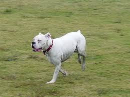 white boxer dogs