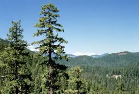 pictures douglas fir trees