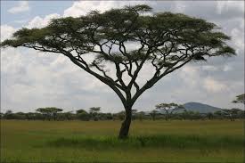 pictures acacia tree