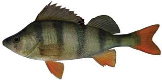 Vartotojo avataras